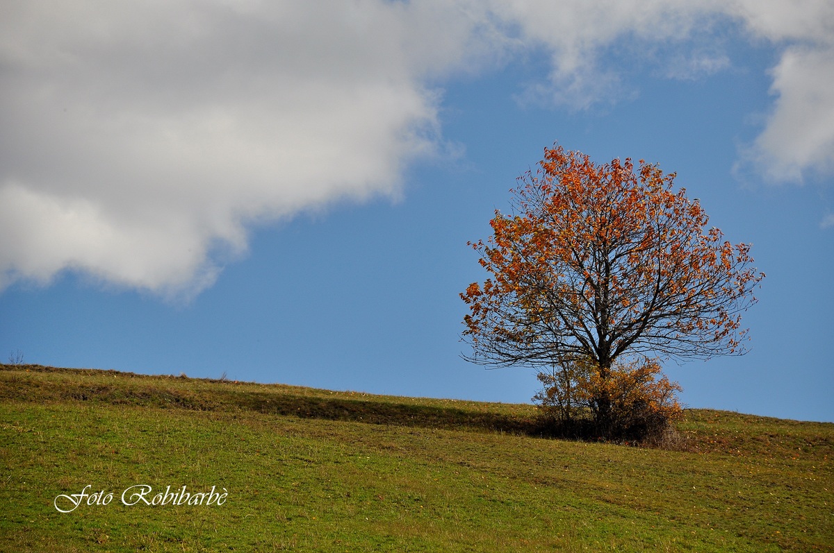 La collina del ciliegio ....