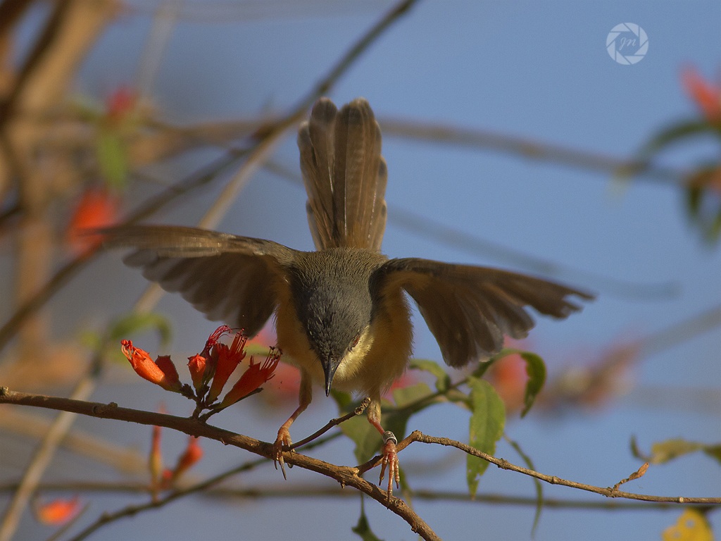 Ashy Prinia decollo