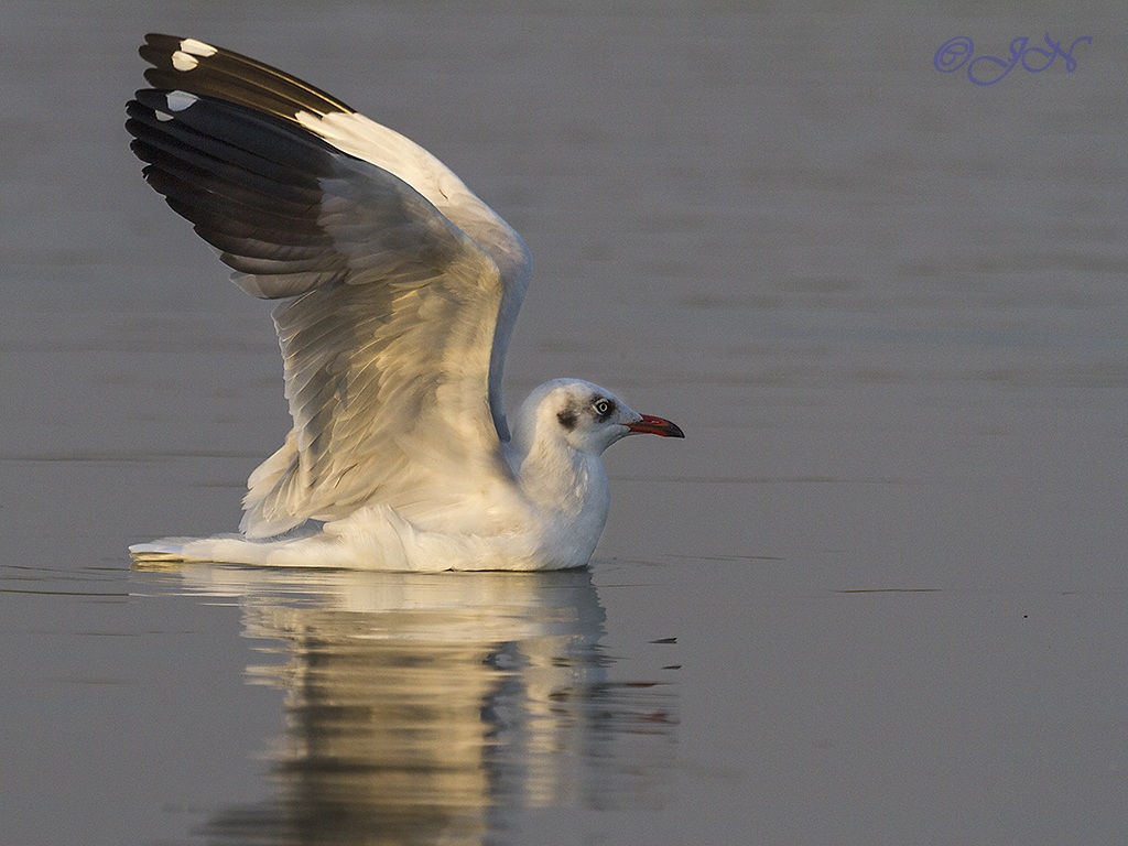 Gabbiano Brown-headed decollo
