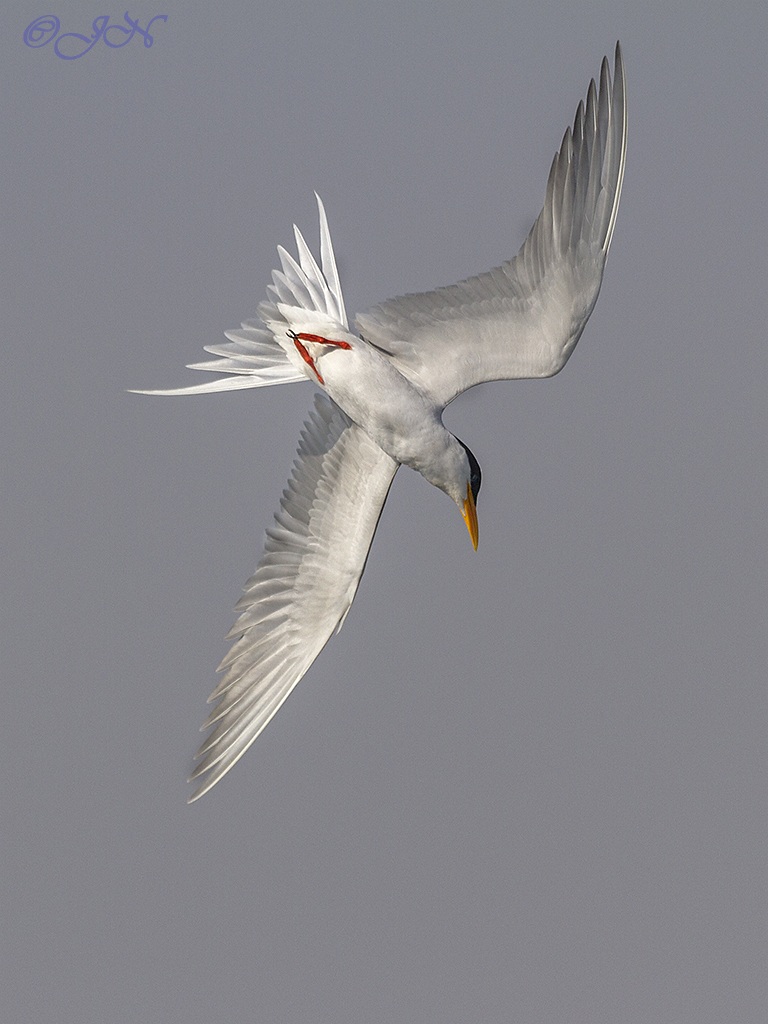 Diving Tern