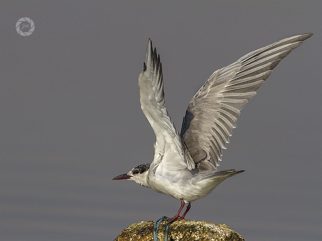 Tern whiskered prepara a decollare
