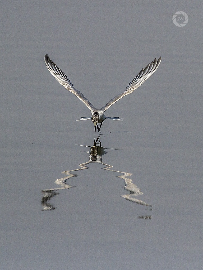 Mignattino piombato immersioni