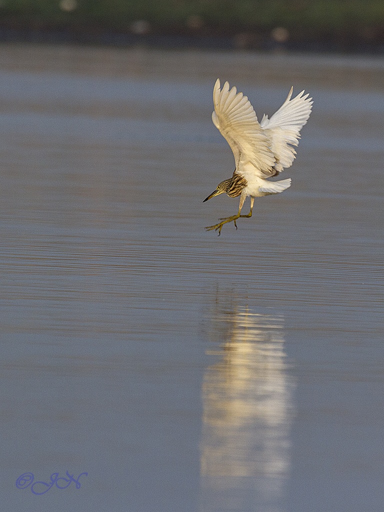Stagno Heron in chiusura su una preda
