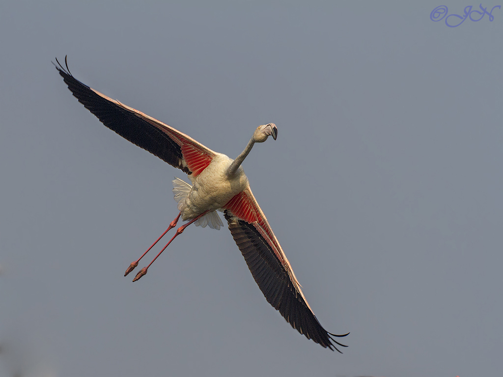 Greater Flamingo in volo