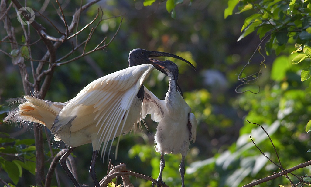 Testa nera Ibis alimentazione sua giovane