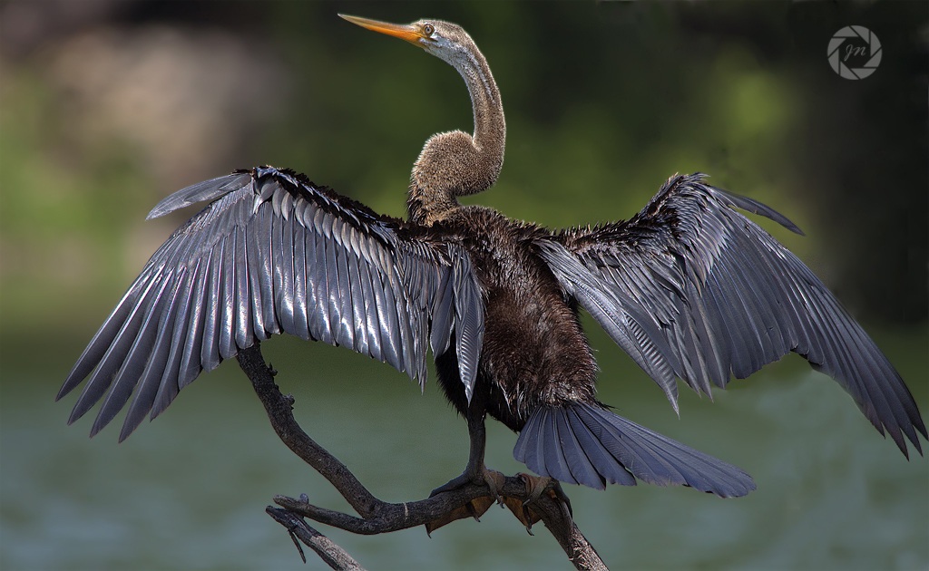 Darter crogiolarsi al sole