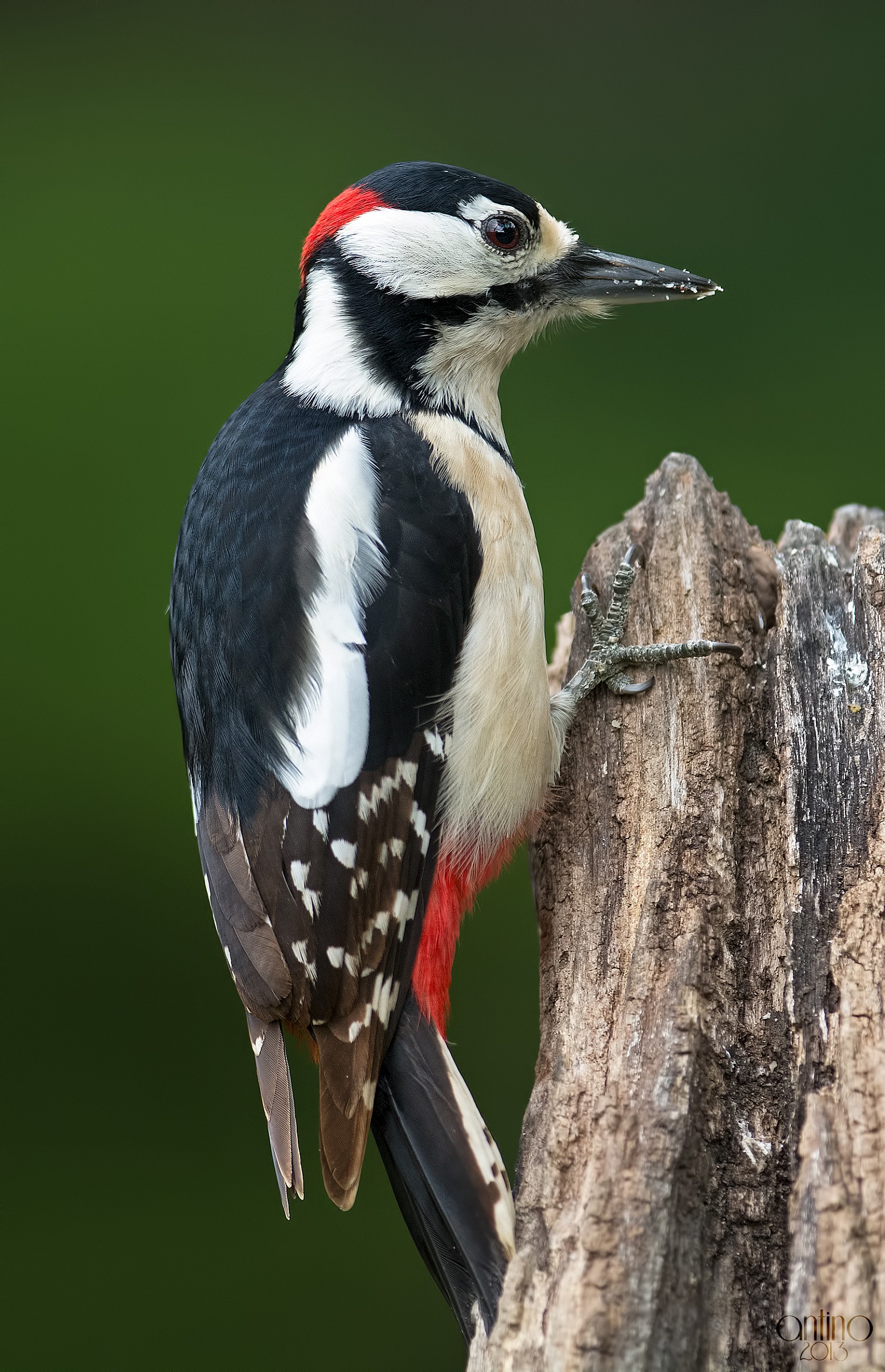 Picchio rosso maggiore