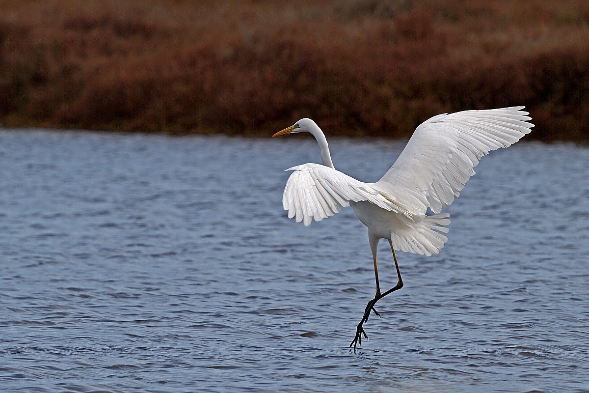 Airone bianco maggiore