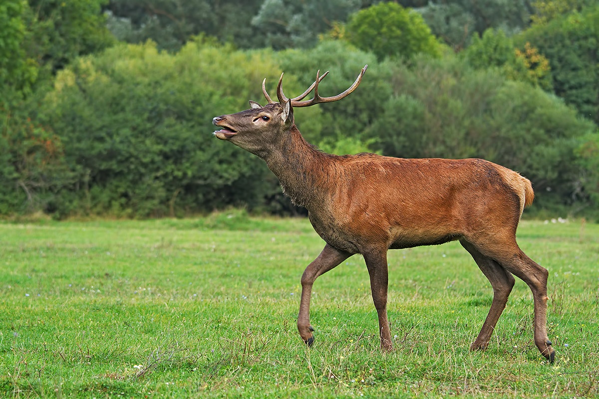 Cervo maschio giovane