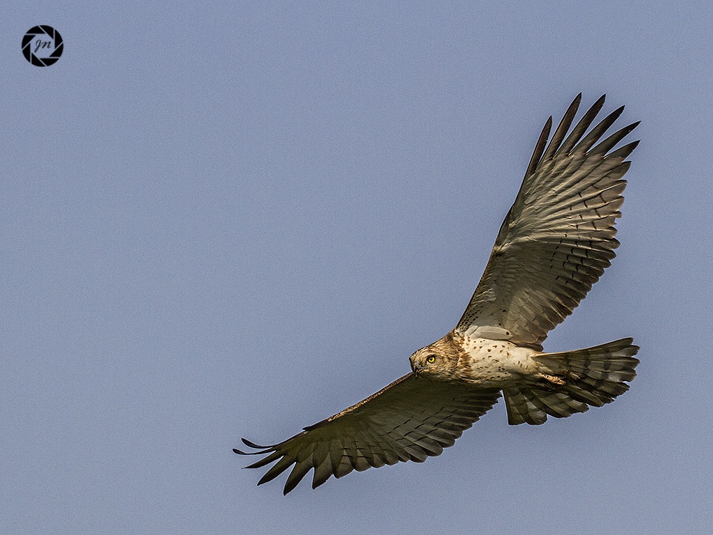 Breve Biancone Snake Aquila cerca di Prey