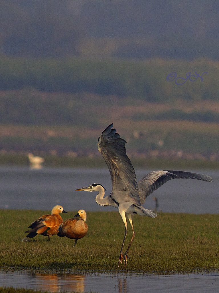 Un airone grigio decollo