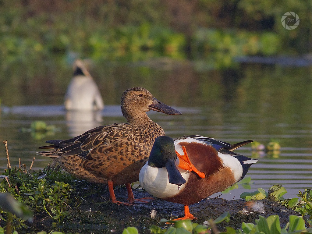 Si può parlare un po 'più forte?