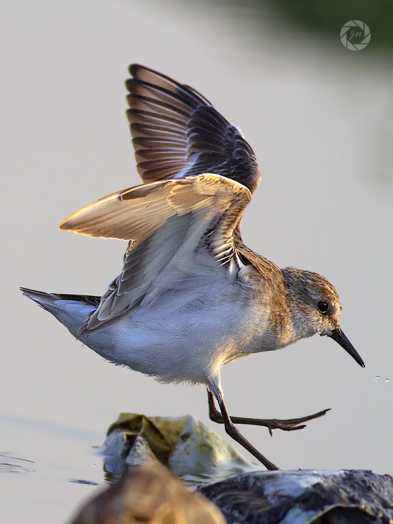 Un atterraggio fretta ..