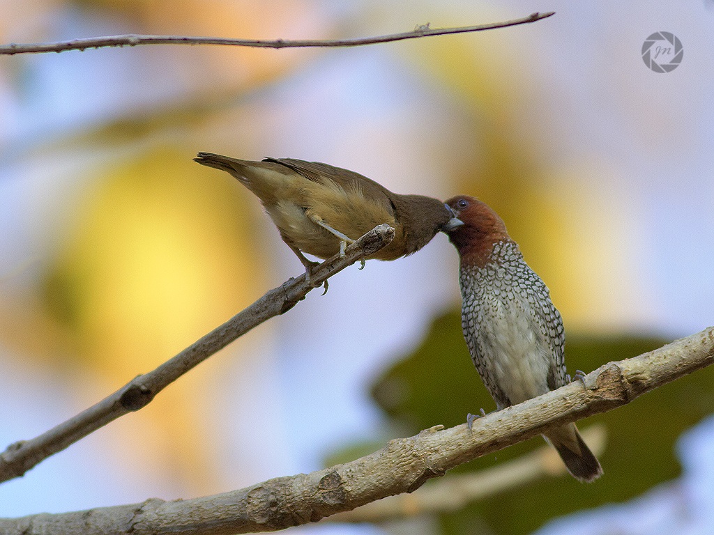 Squamosa petto Munia alimentazione sua yound
