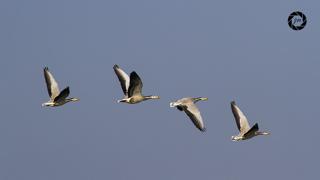 volare in una linea ...