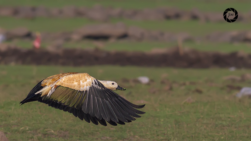 Il volo della volpoca