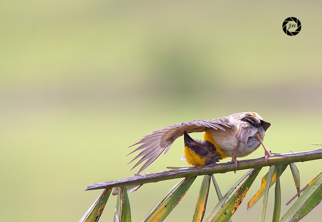 Acrobazie di uccelli