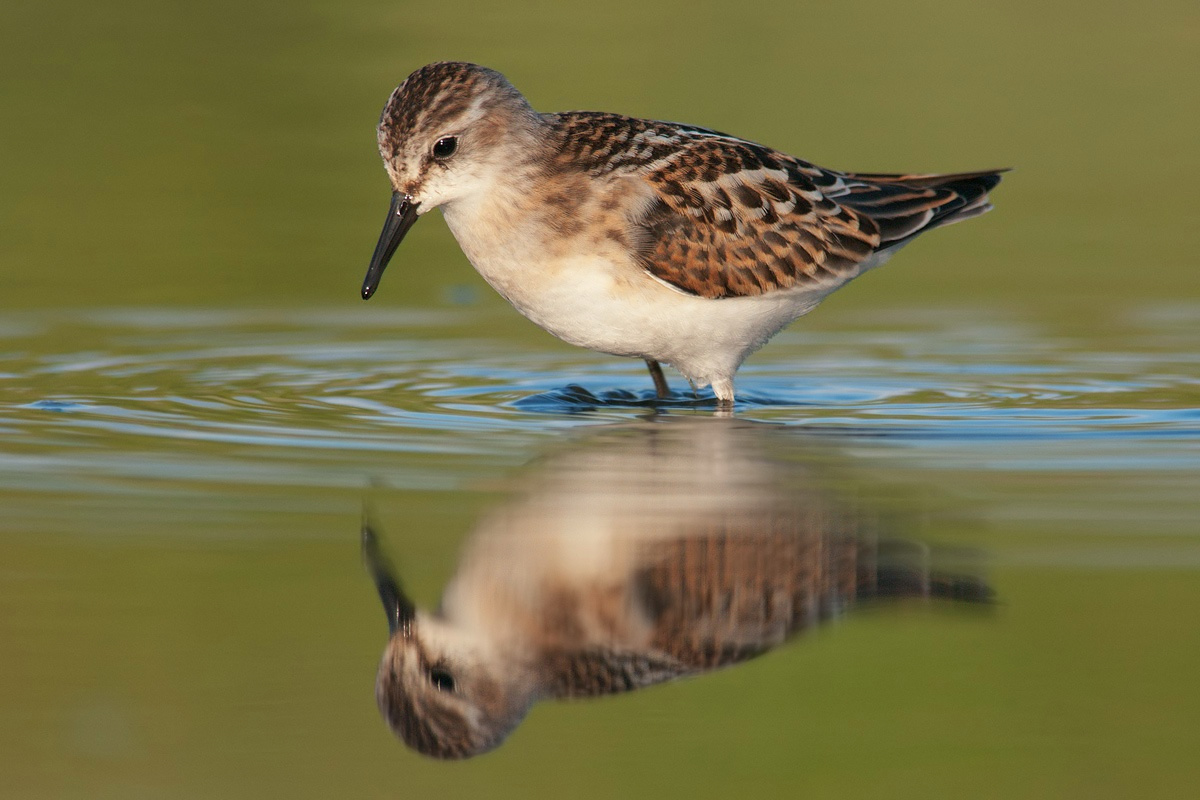 Little Stint.