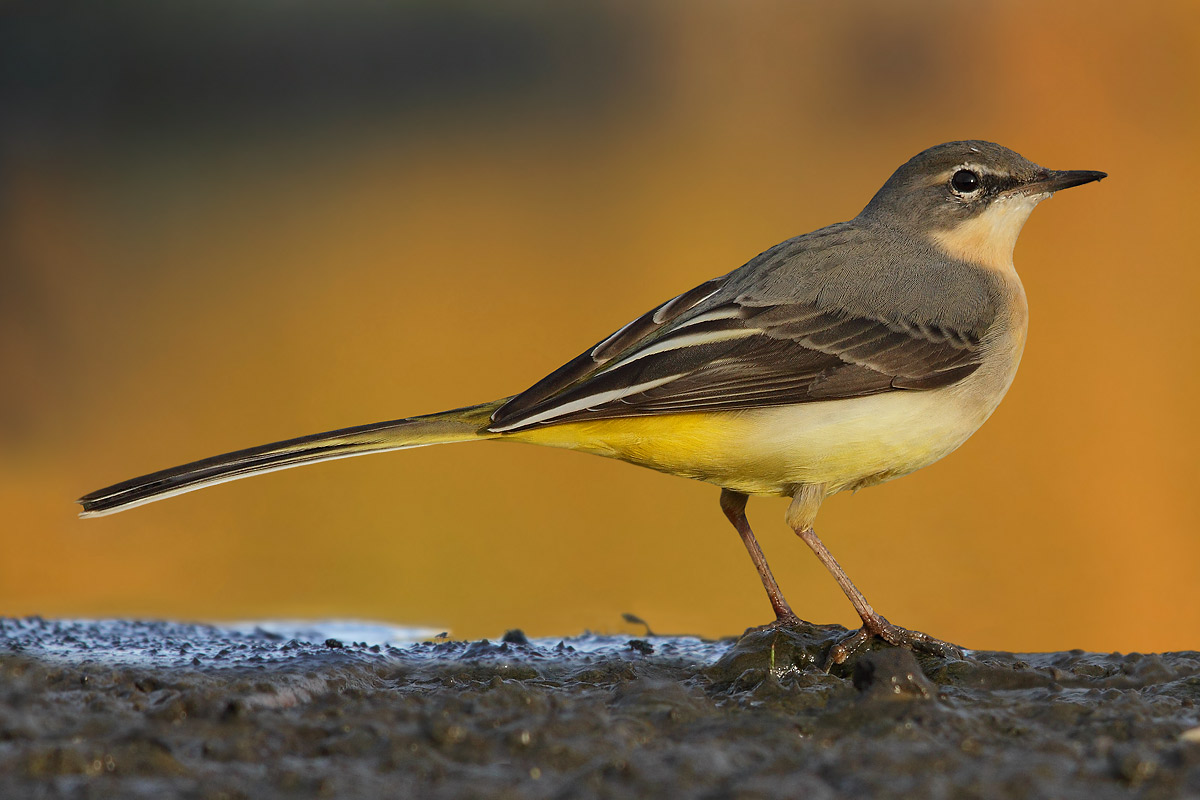 wagtail