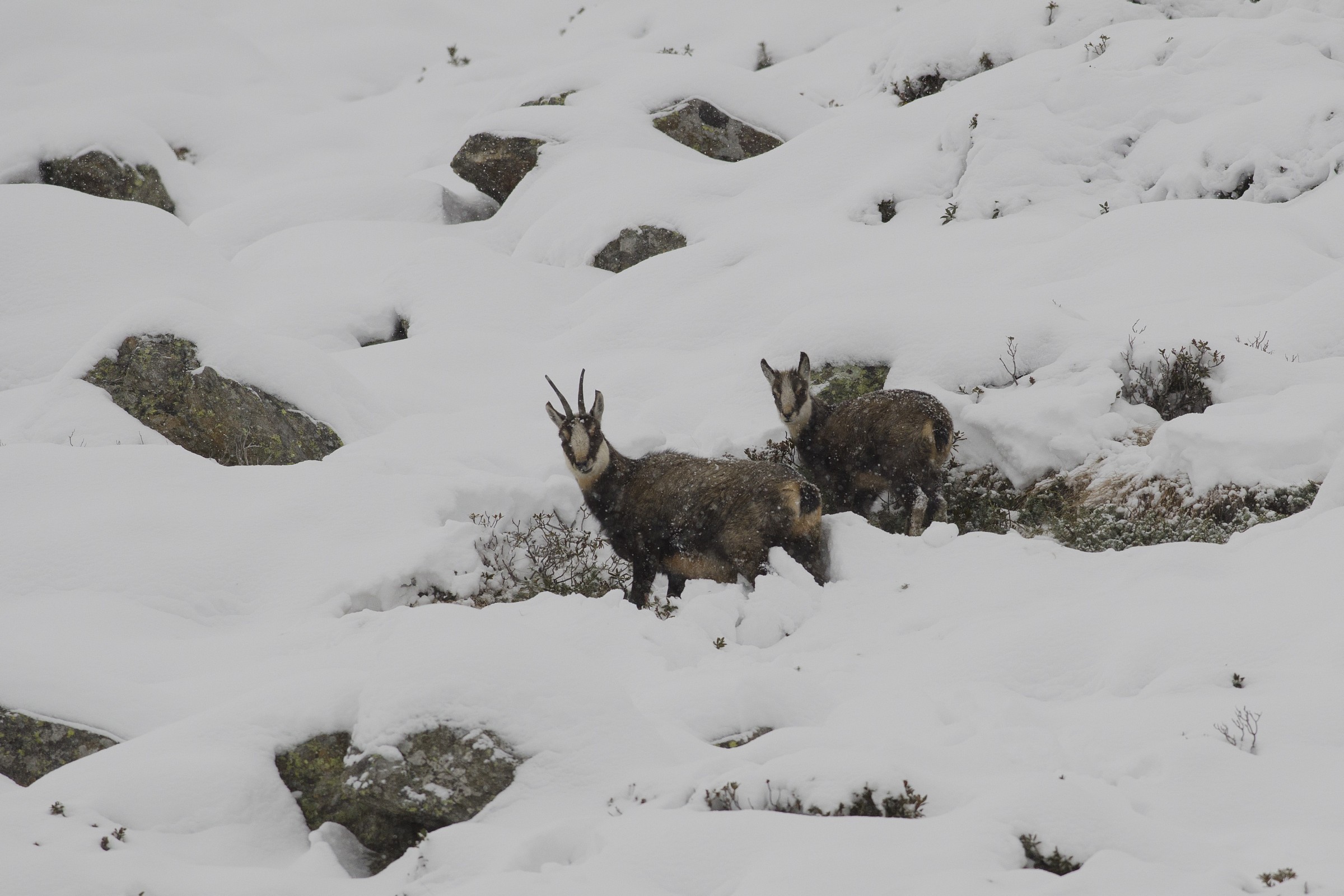 Spuntino sotto la neve..