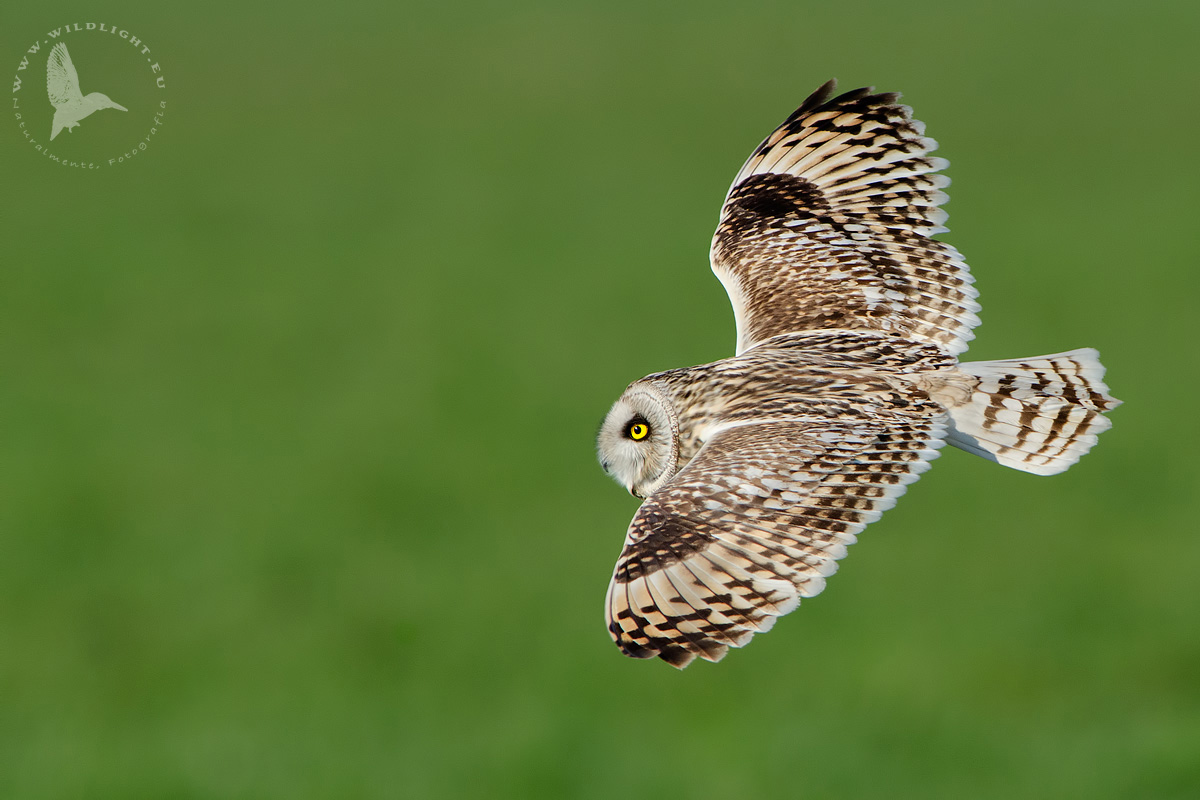 the profile of the flammeus