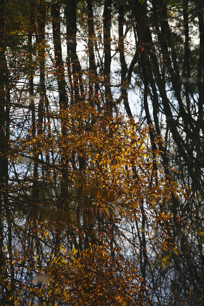 Autumn Reflection with ... hole in the water!