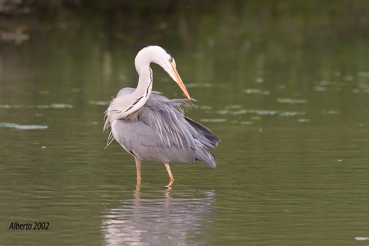 Le pulizie dell'airone
