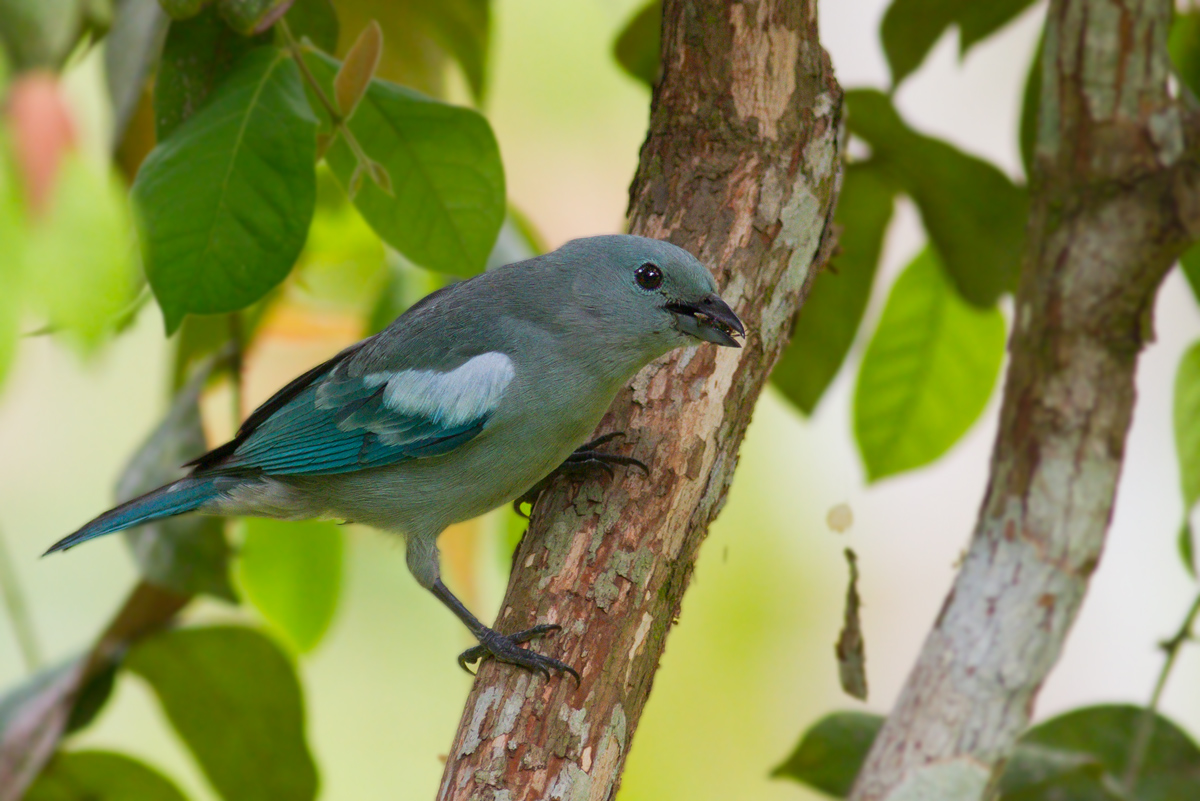 Blue-gray Tanager