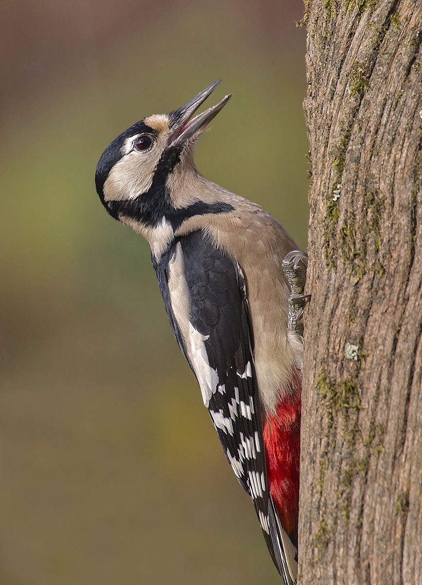 woodpecker