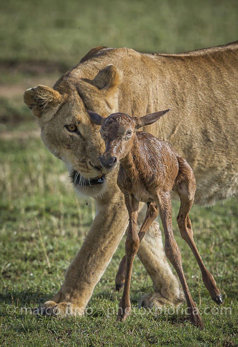 Masai Mara
