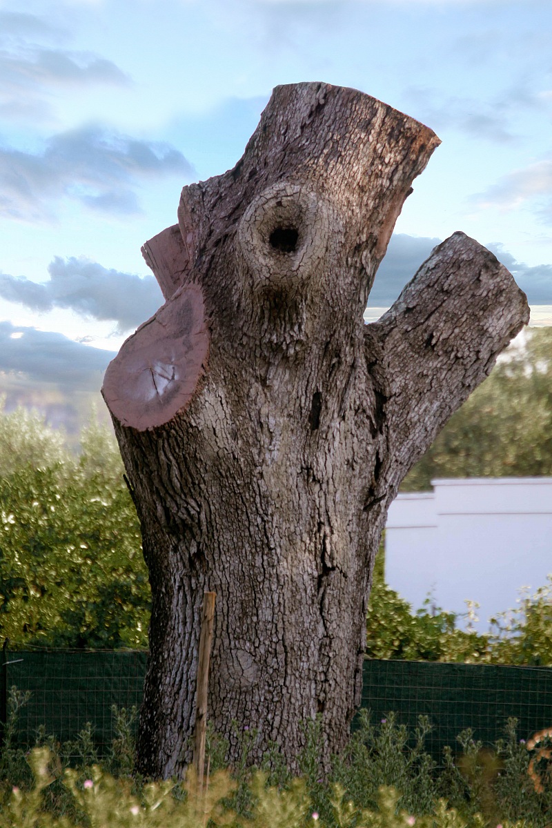 L'urlo della quercia vallonea