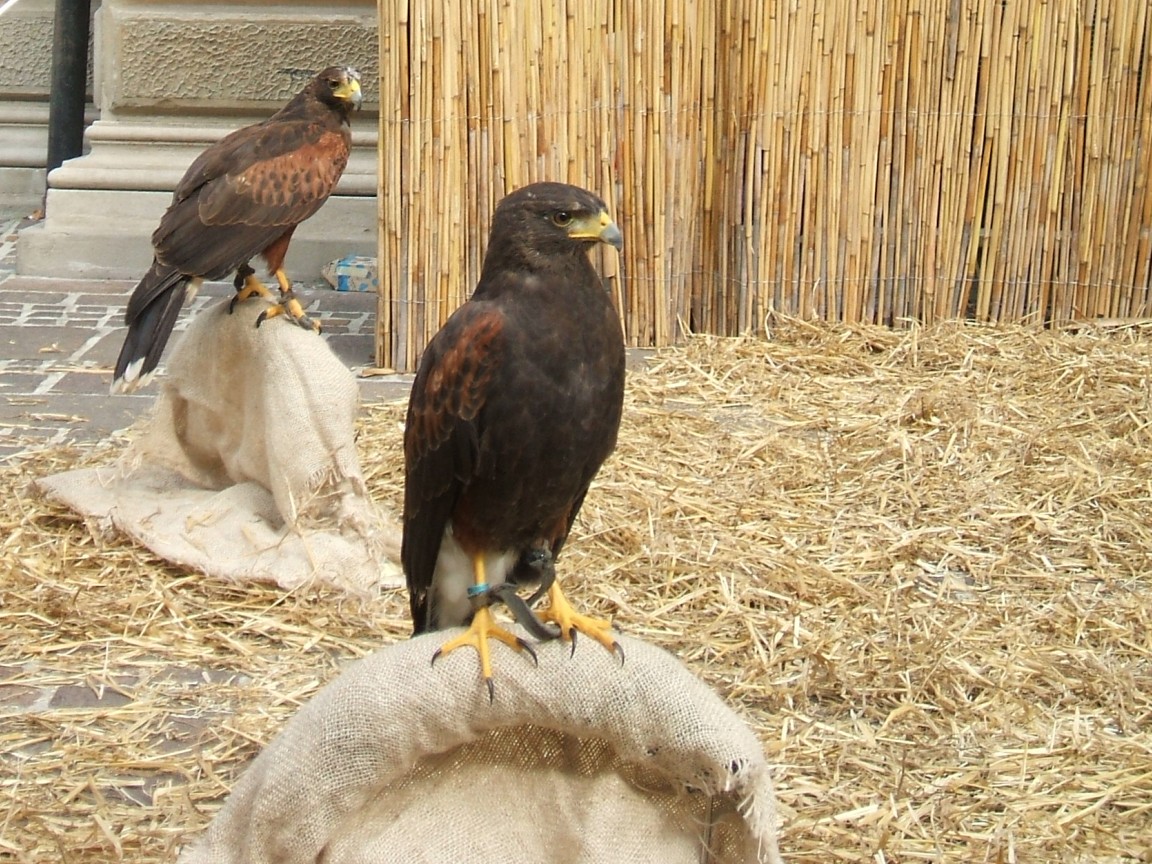 trained birds of prey