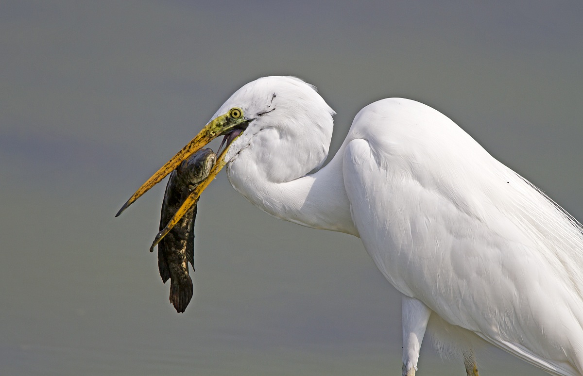 La delusione del pesce
