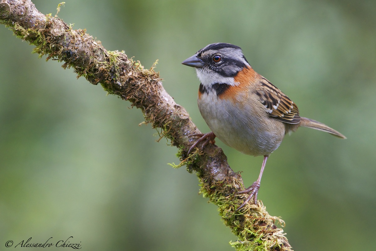 Collared Sparrow reddish
