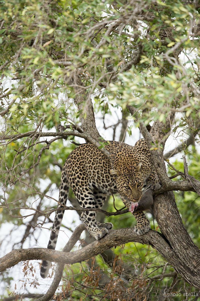 Olive with a kill on a tree