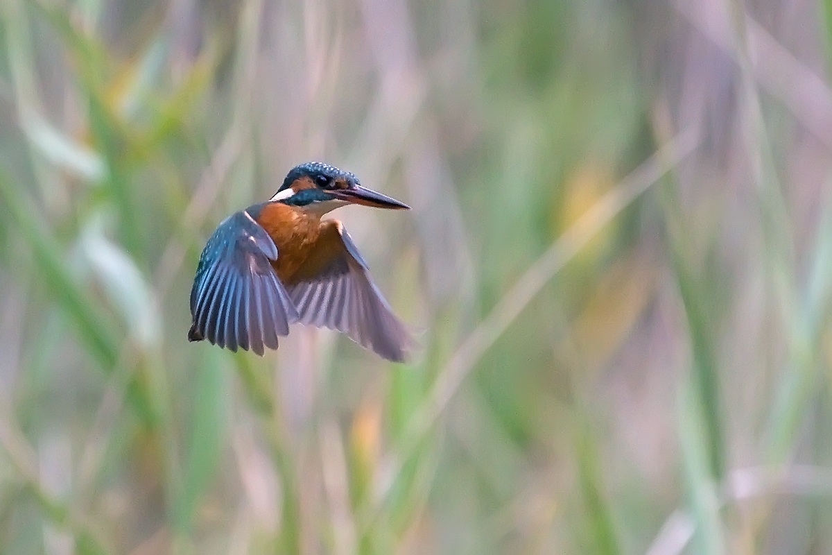 Kingfisher