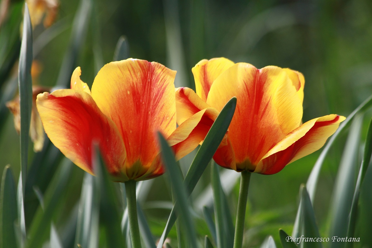 Tulips