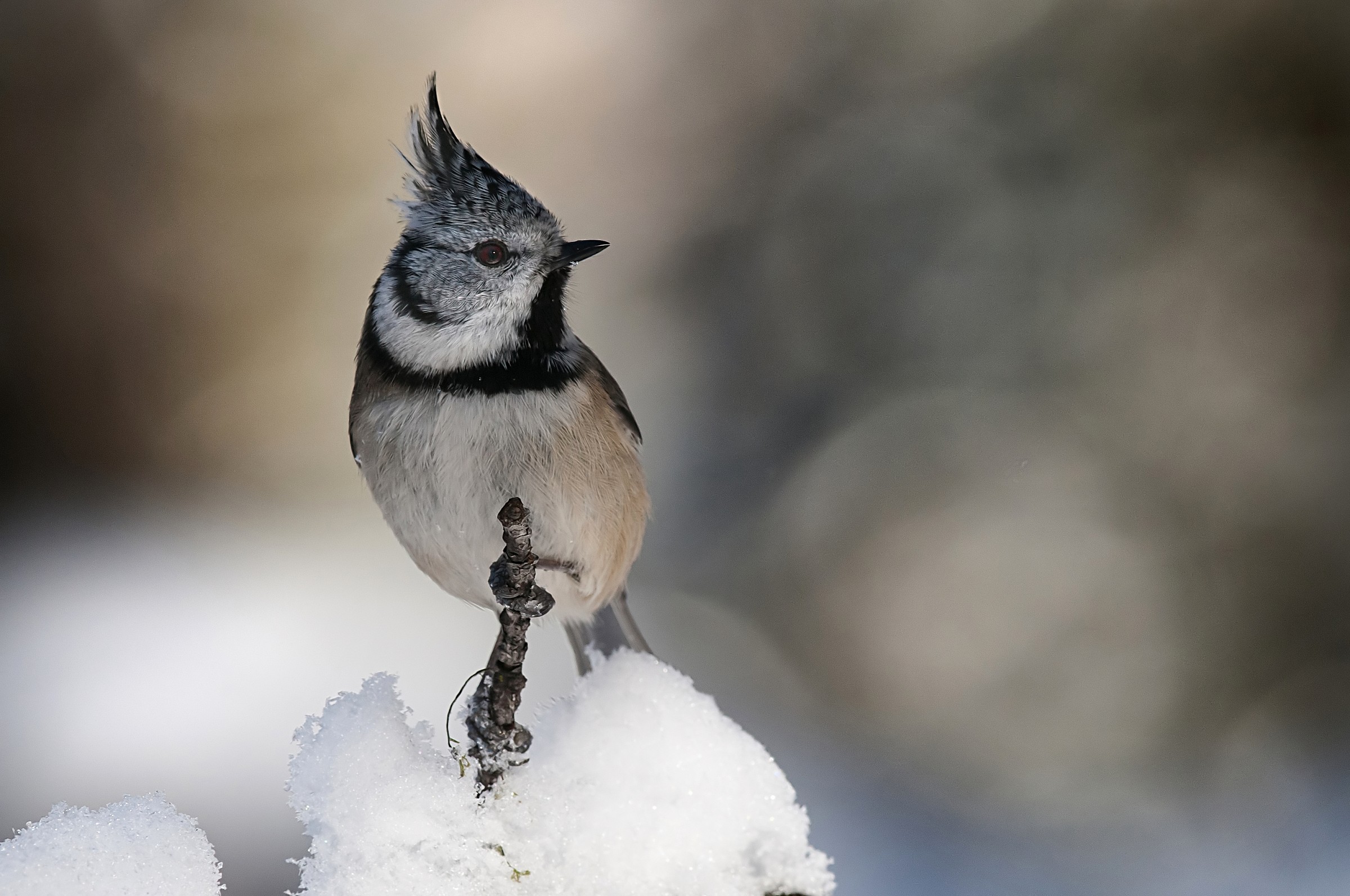 Crested Tit