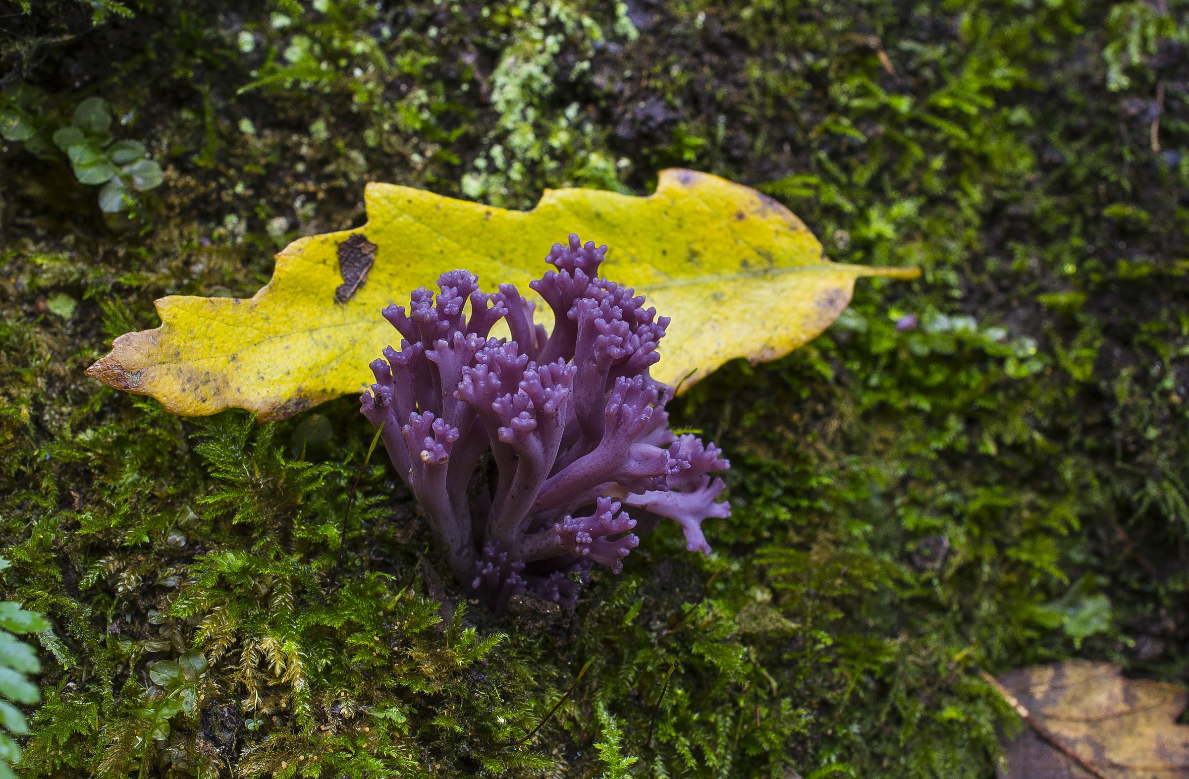 Clavulina amethystina