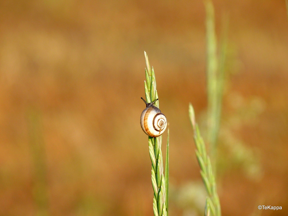 Una mattina in Italia