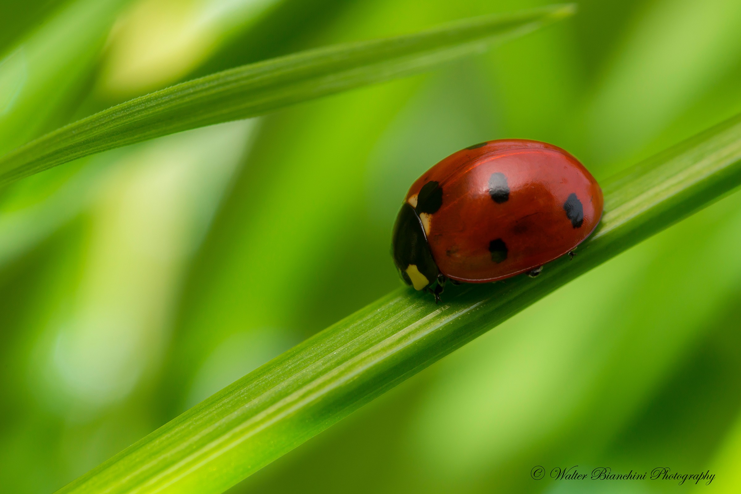 Coccinella