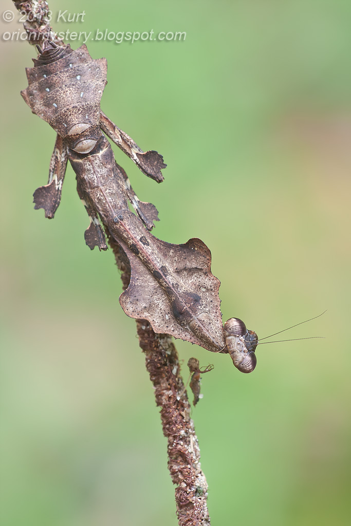 Dead Leaf Mantis