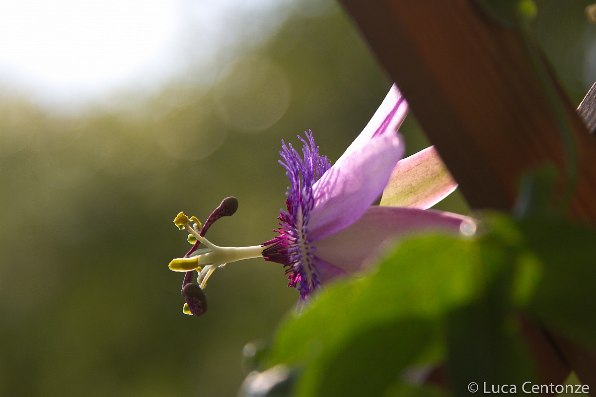 Passiflora Amethyst