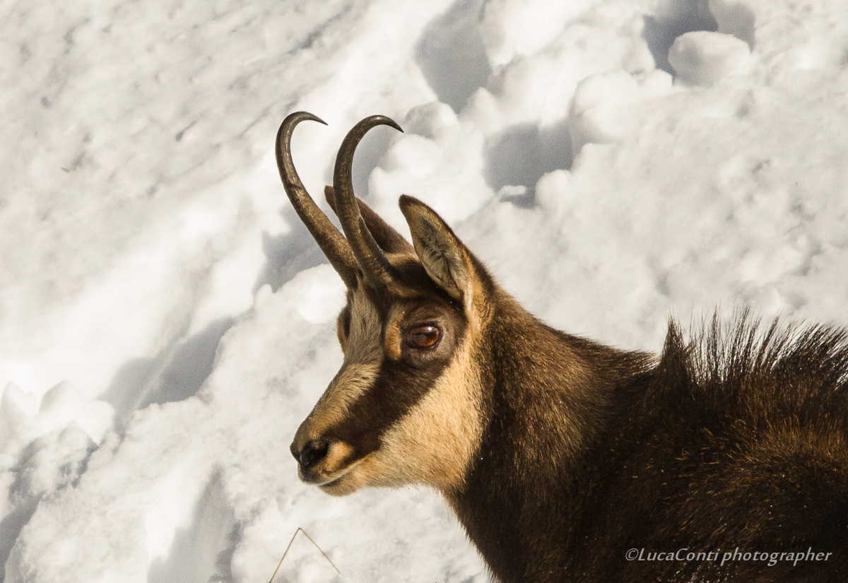 chamois in love