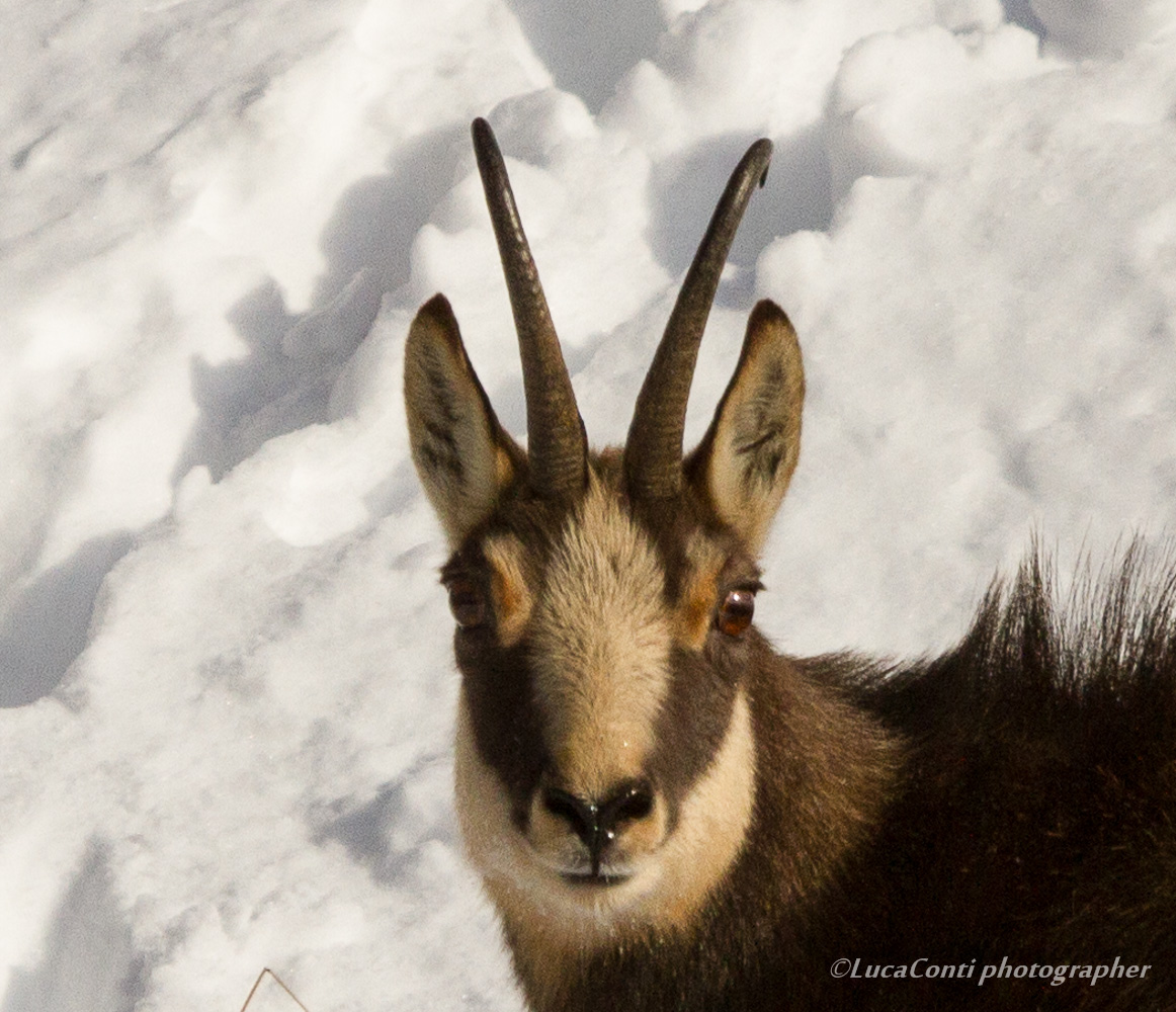 chamois in love