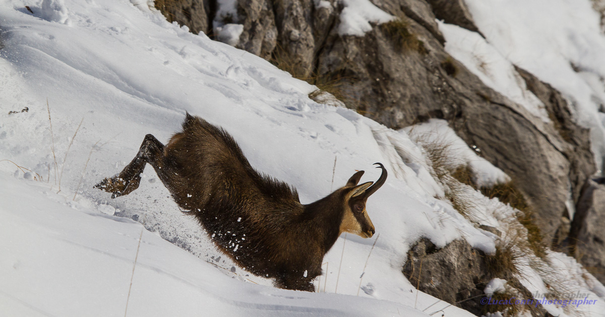 chamois in love