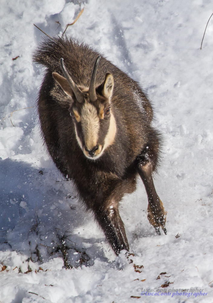 chamois in love