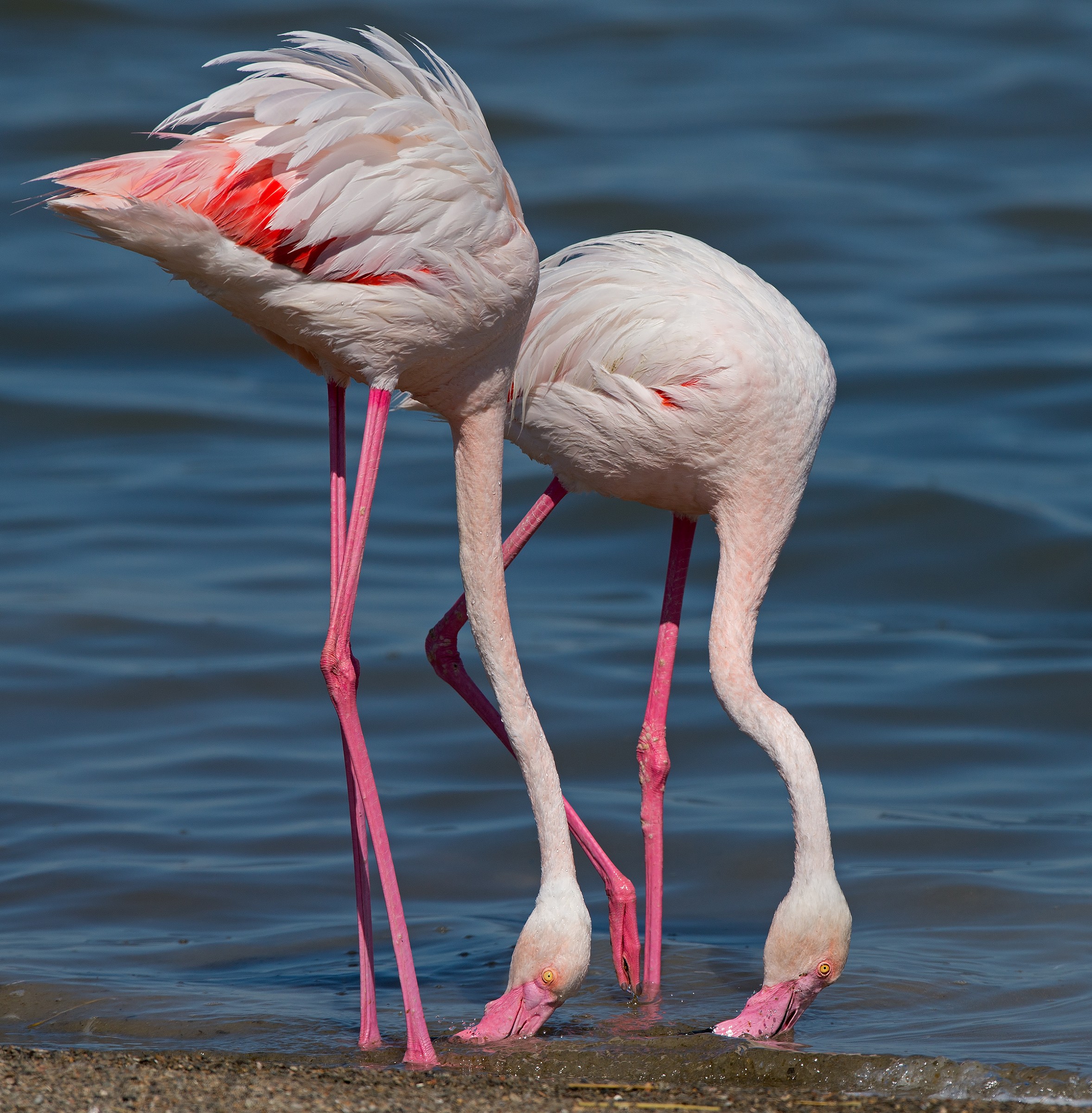 flamingos feeding in