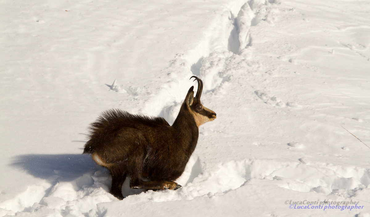 chamois in love