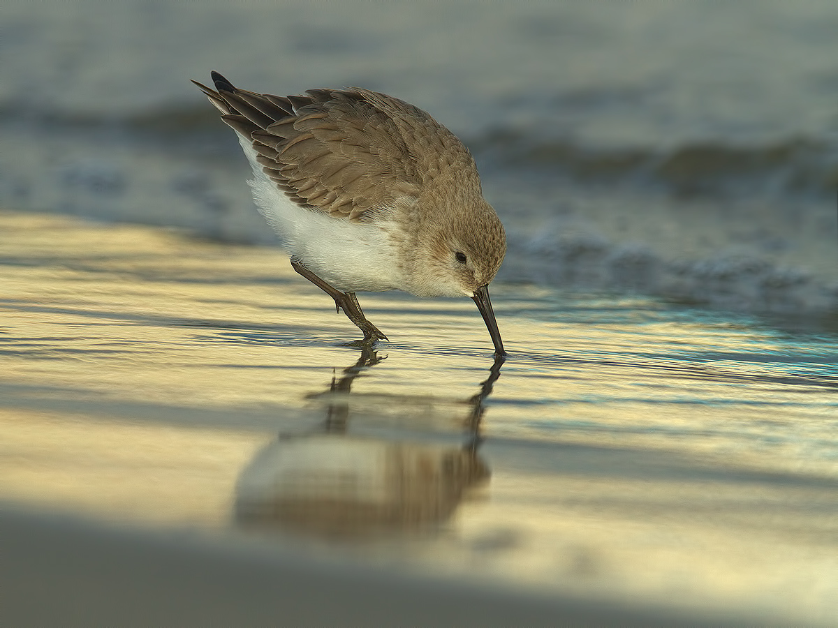 dunlin